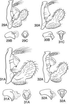 Image of Oecetis avara (Banks 1895)