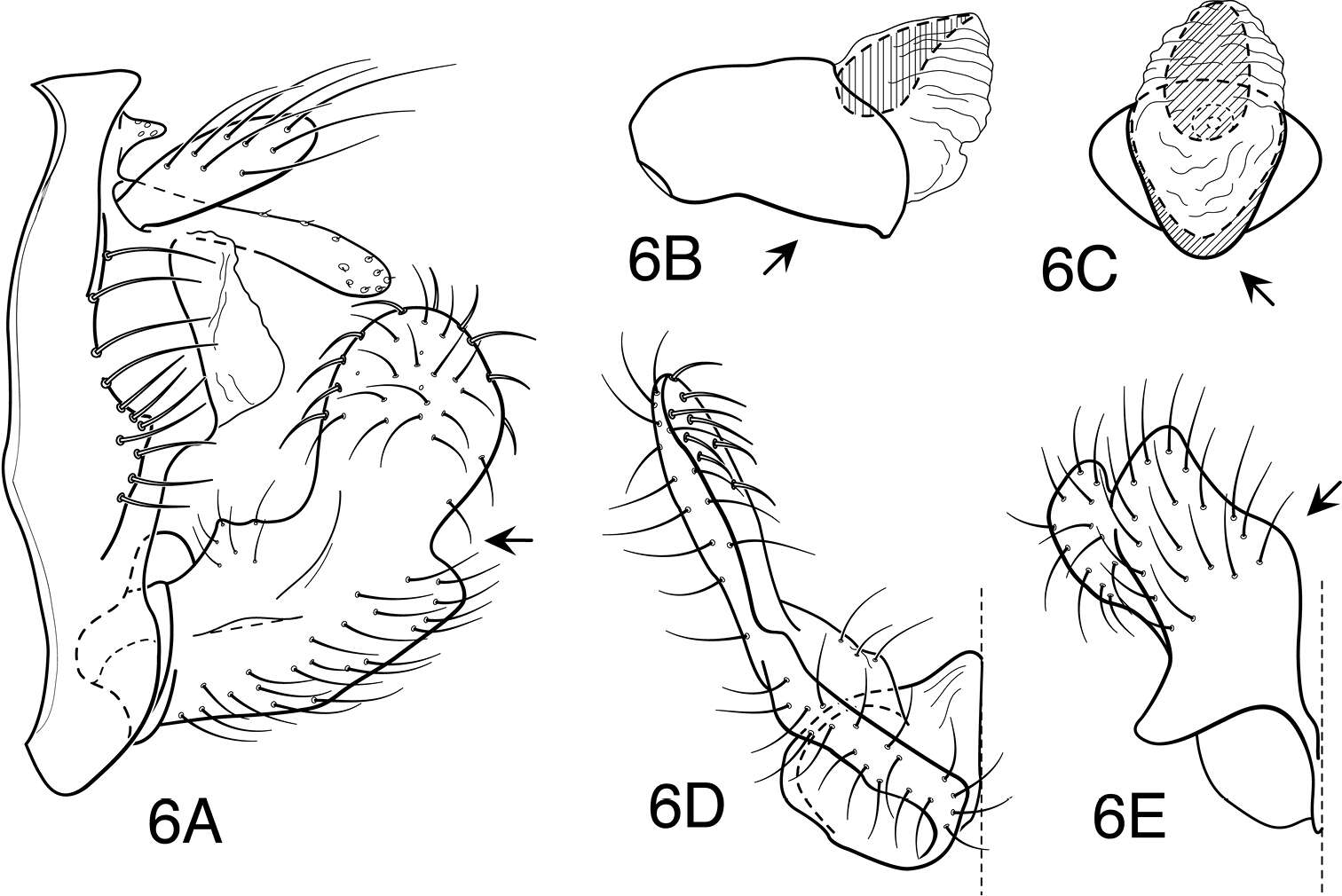 Image of Oecetis constricta Blahnik & Holzenthal 2014