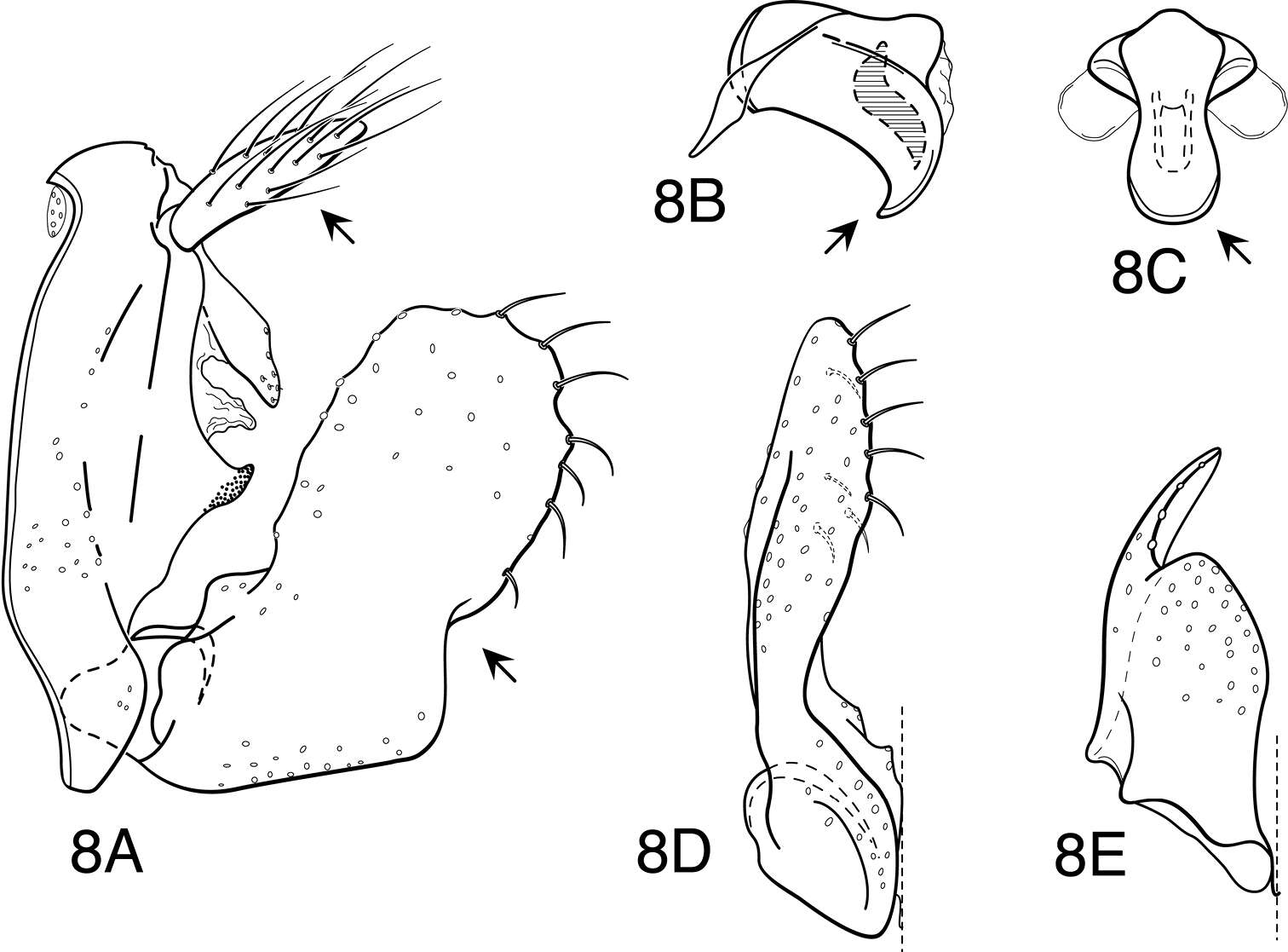 Image of Oecetis disjuncta (Banks 1920)