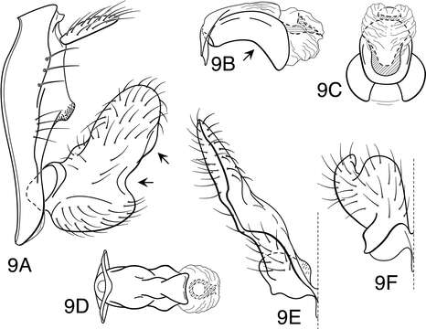 Image of Oecetis elata Denning & Sykora 1966