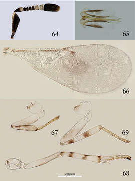 Image of Metaphycus deltoideus Wang, Li & Zhang 2014