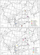 Image de Metaphycus deltoideus Wang, Li & Zhang 2014