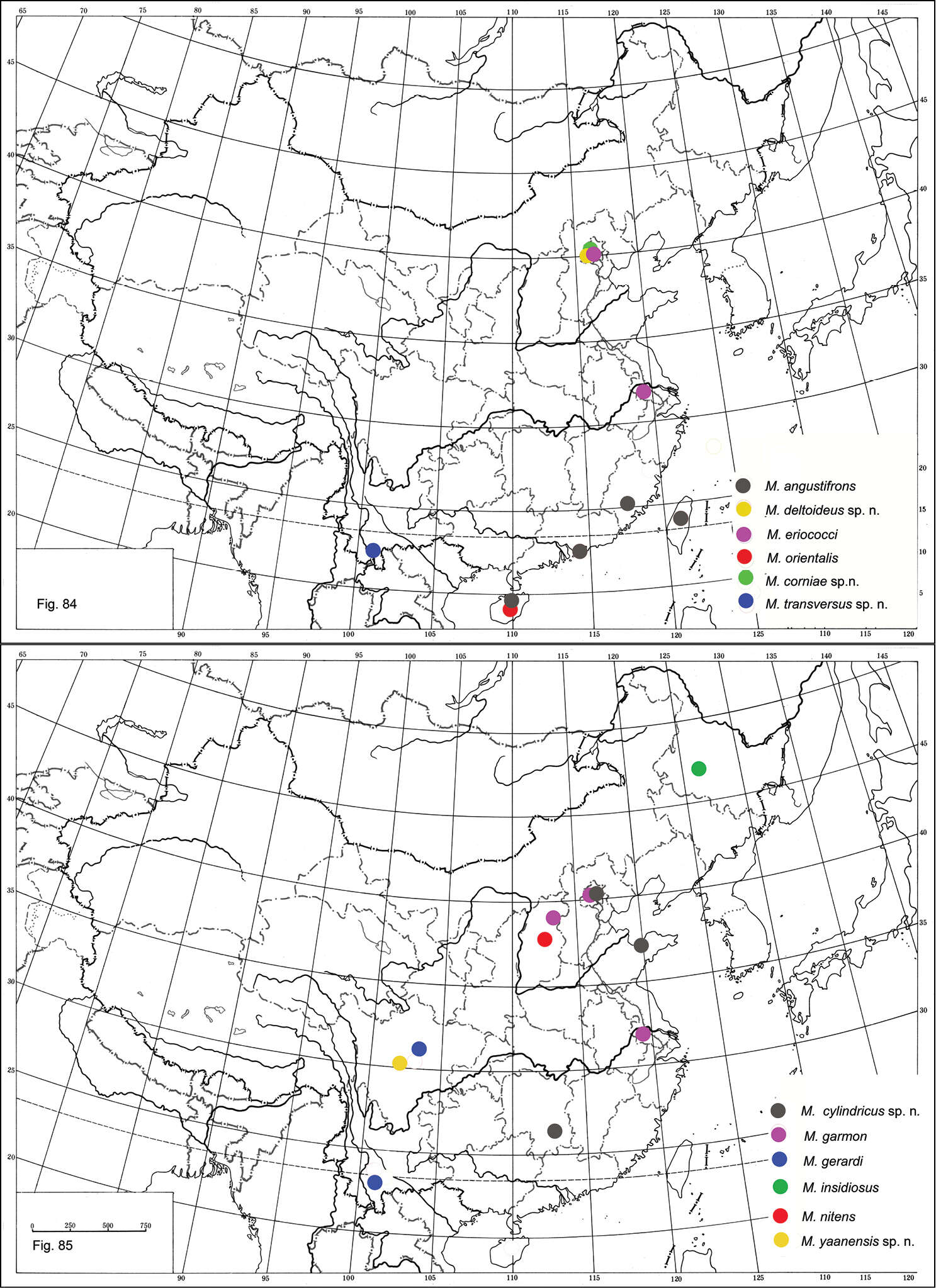 Imagem de Metaphycus deltoideus Wang, Li & Zhang 2014