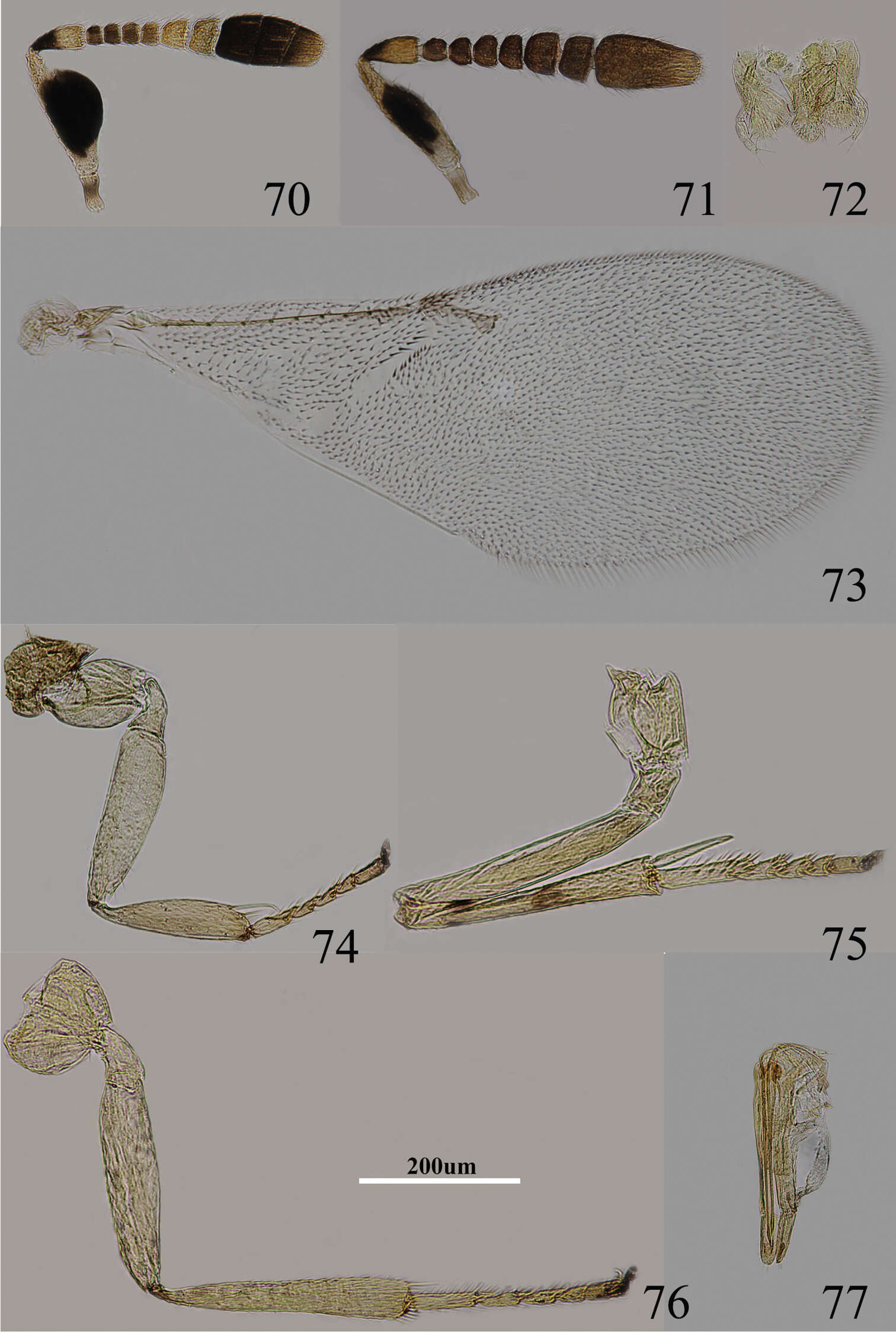 Imagem de <i>Metaphycus corniae</i>