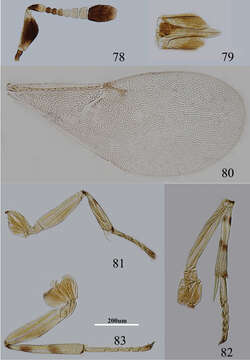 Imagem de Metaphycus insidiosus (Mercet 1921)