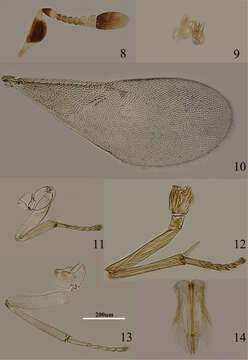 Imagem de Metaphycus angustifrons Compere 1957