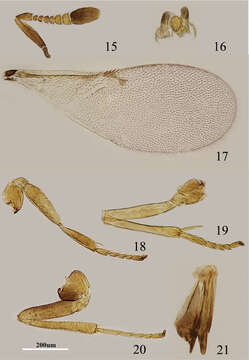 Image de Metaphycus nitens (Kurdjumov 1912)