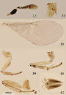 Image de Metaphycus transversus Wang, Li & Zhang 2014