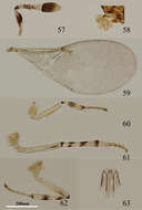 Image of Metaphycus yaanensis Wang, Li & Zhang 2014