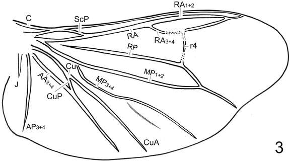 Image of Oculogryphus