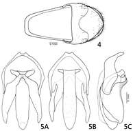 Oculogryphus resmi