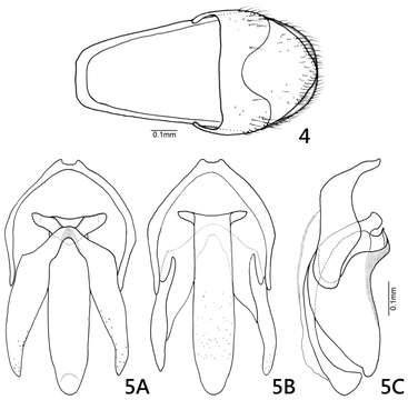 Image of Oculogryphus