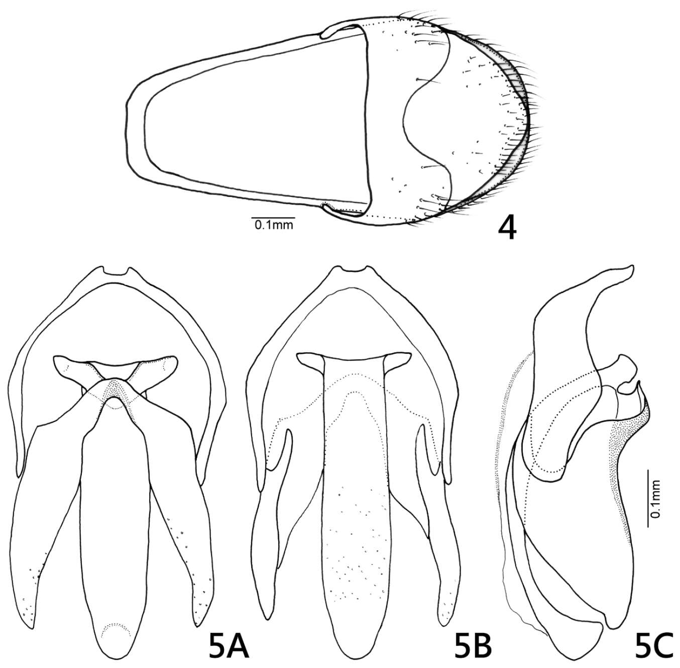 Oculogryphus resmi