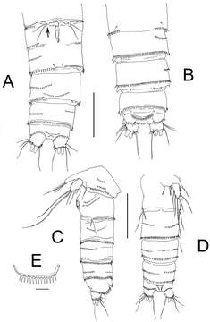 Image of <i>Nitocra affinis</i> Gurney 1927