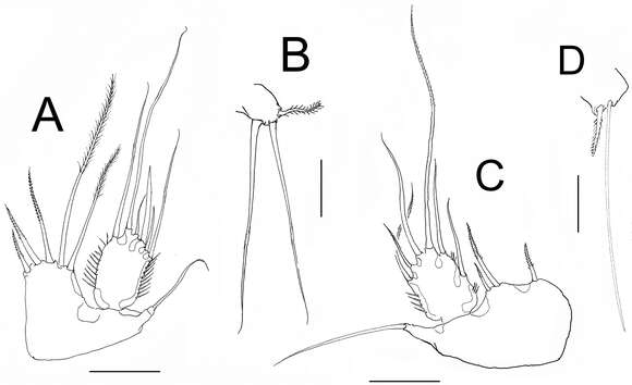 Image of <i>Nitocra affinis</i> Gurney 1927