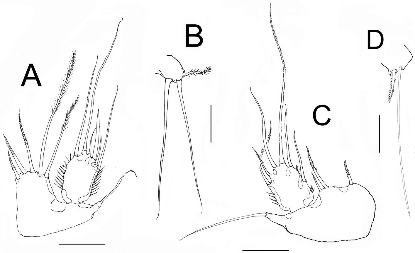 Image de Hexanauplia