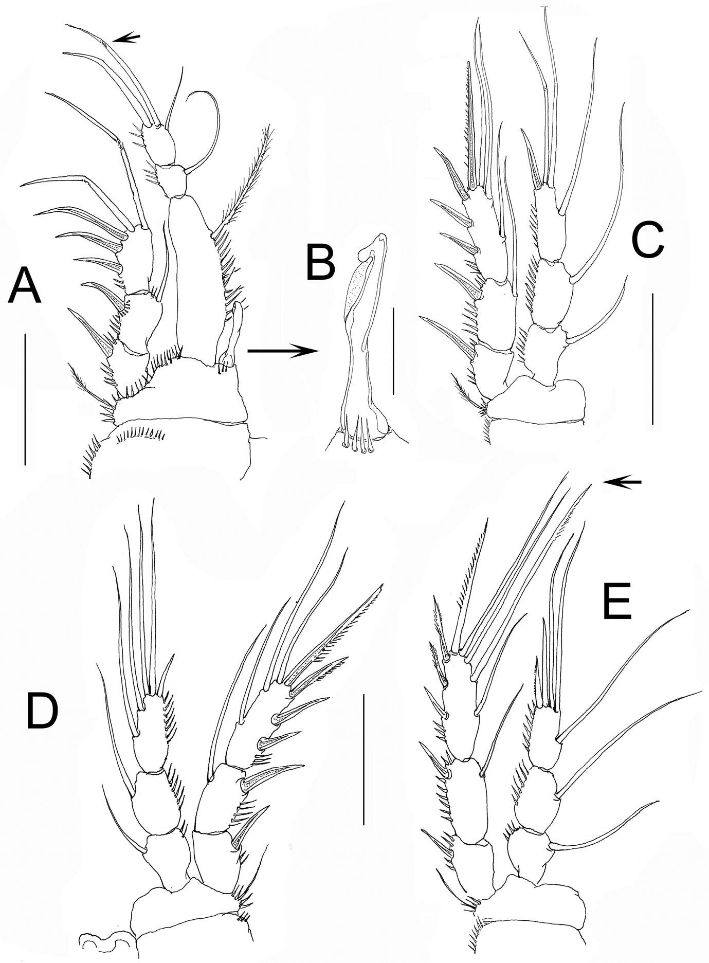 Image of Hexanauplia