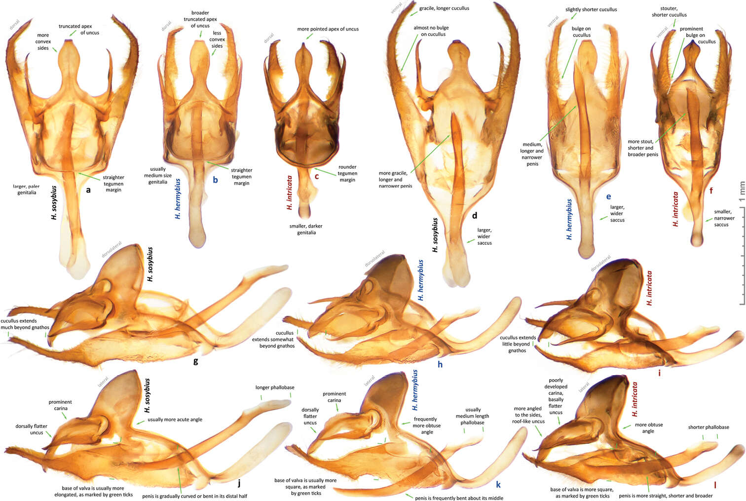 Image of Hermeuptychia intricata Grishin