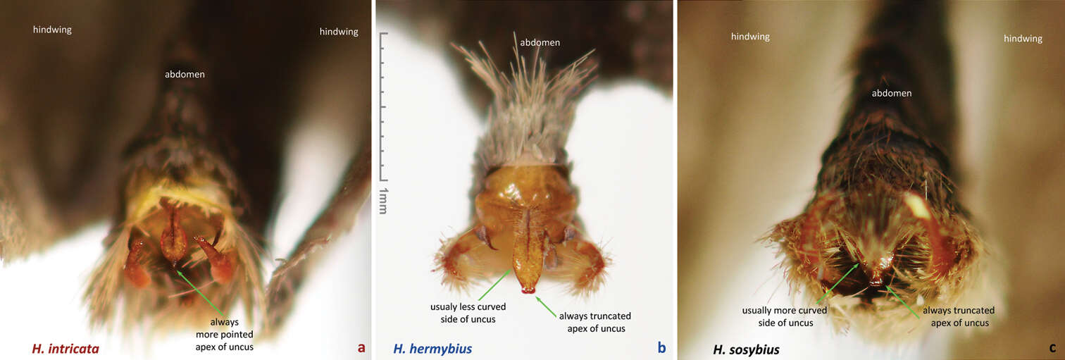 Image of Hermeuptychia intricata Grishin