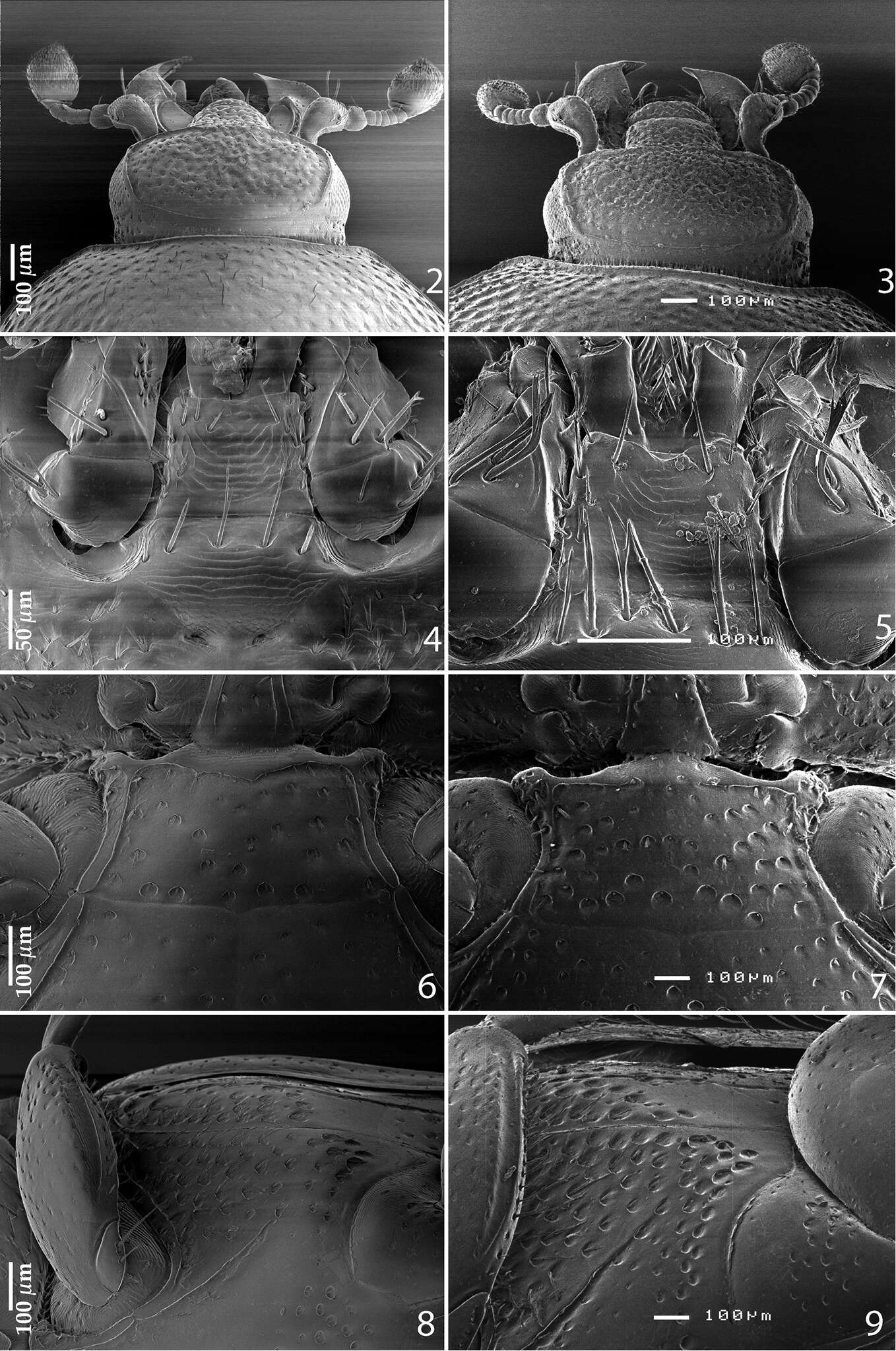 Image of hister beetles