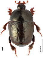 Image of Reichardtiolus duriculus (Reitter 1904)