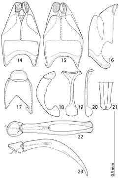 Image of Reichardtiolus duriculus (Reitter 1904)