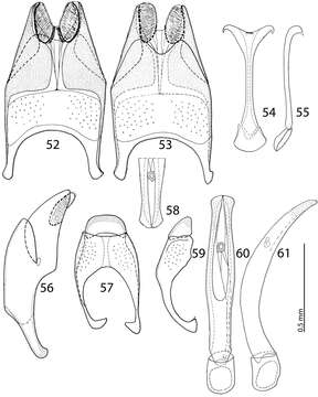 Imagem de Reichardtiolus sphingis (Peyerimhoff 1936)