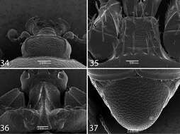 Imagem de Reichardtiolus aldhaferi Lackner 2014