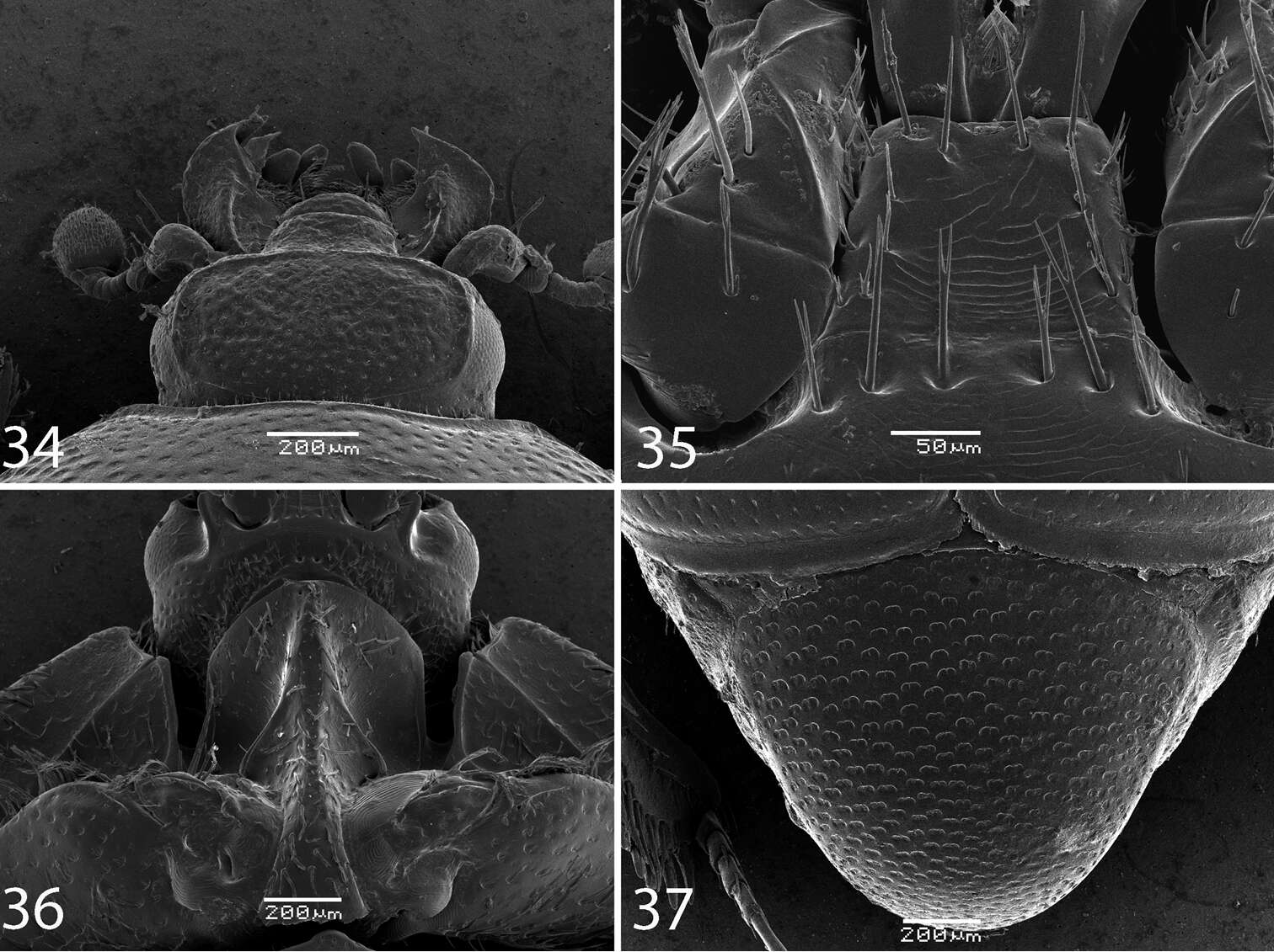 Image of Reichardtiolus aldhaferi Lackner 2014