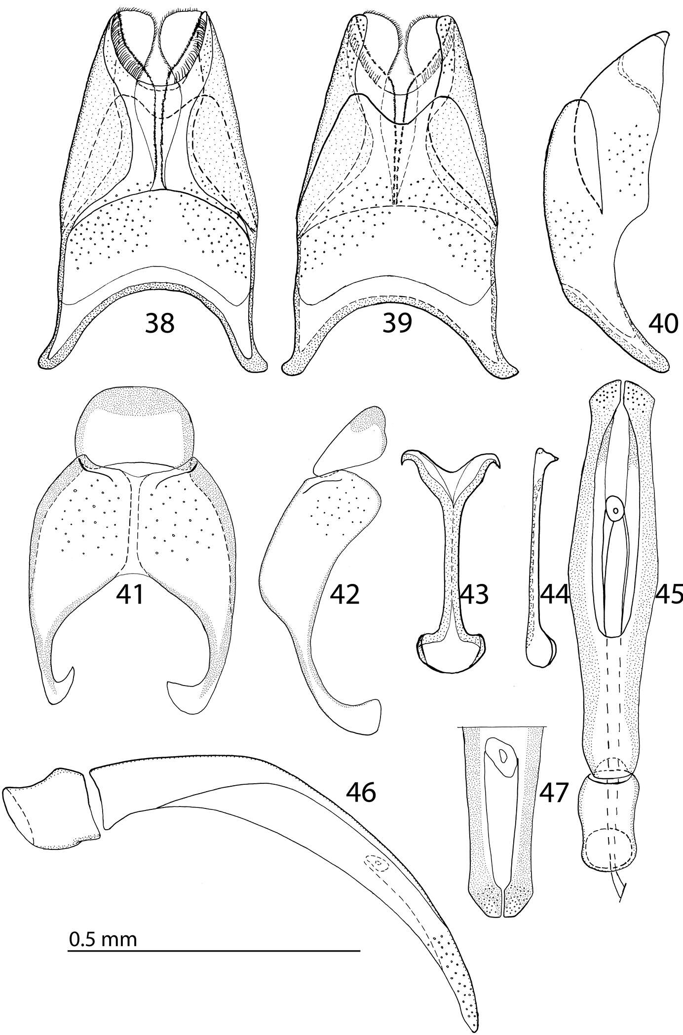 Image of Reichardtiolus aldhaferi Lackner 2014