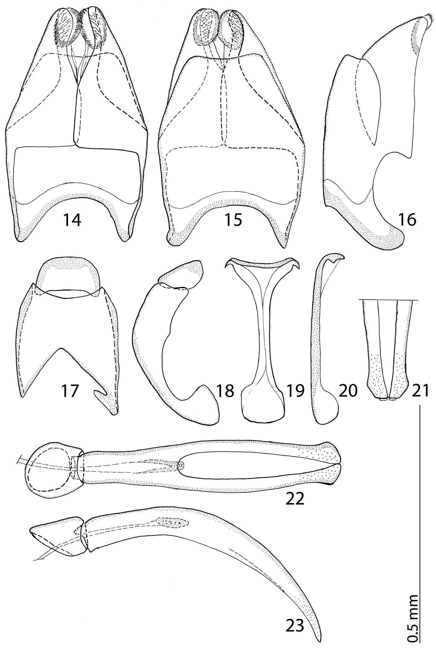 Image of Reichardtiolus aldhaferi Lackner 2014