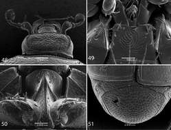 Image of Reichardtiolus perses Lackner 2014