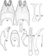 Image of Reichardtiolus perses Lackner 2014