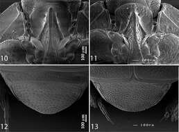 Image of Reichardtiolus perses Lackner 2014