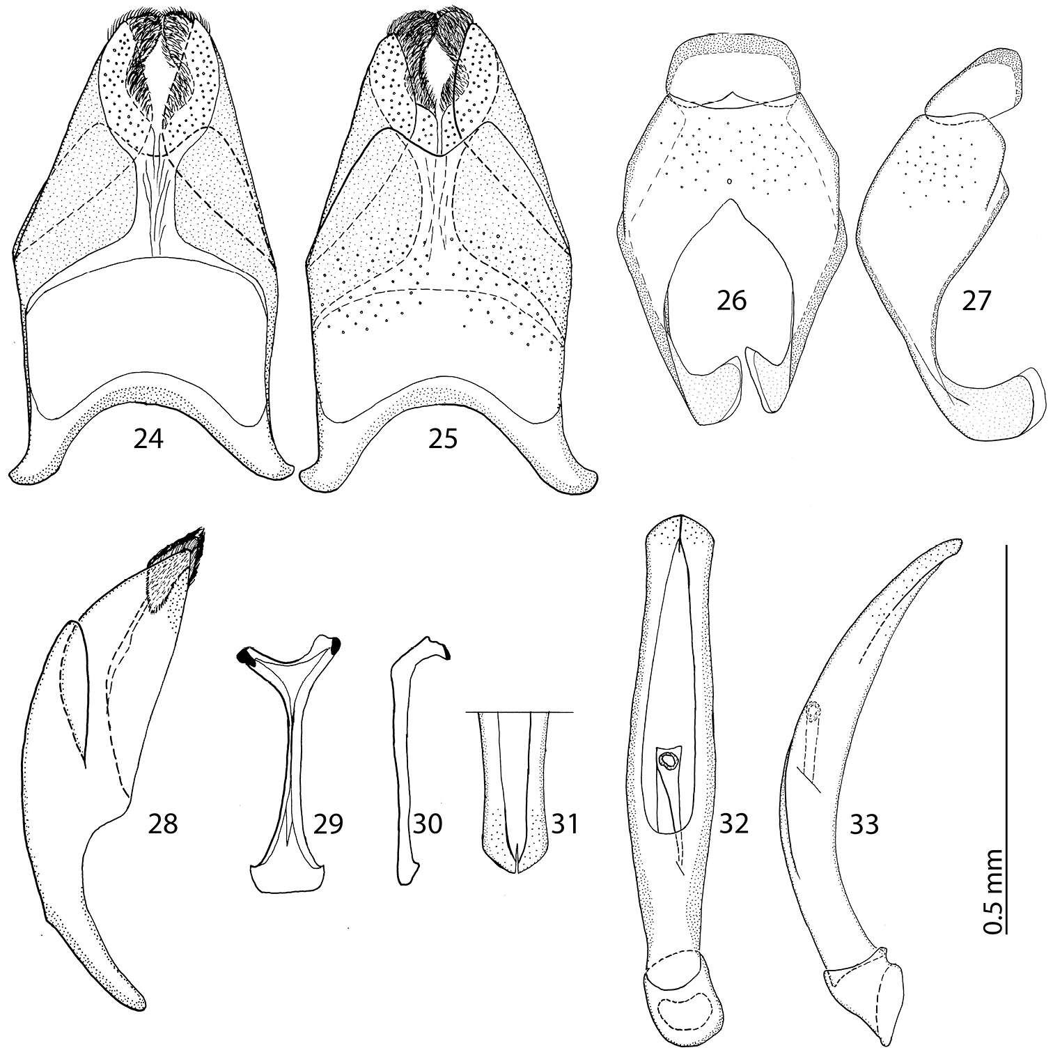 Image of Reichardtiolus perses Lackner 2014