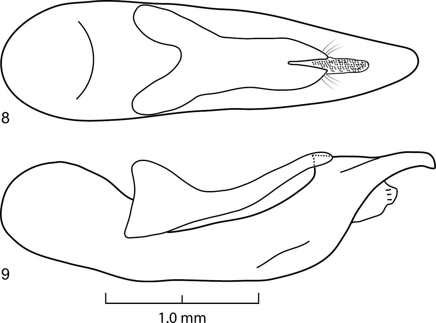 Image of Darwinilus