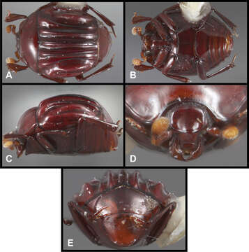 Image of Pluricosta onthophiloides Caterino & Tishechkin 2014