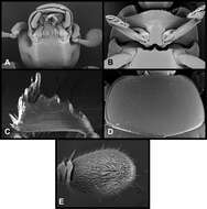 Image of Pyxister devorator Caterino & Tishechkin 2014