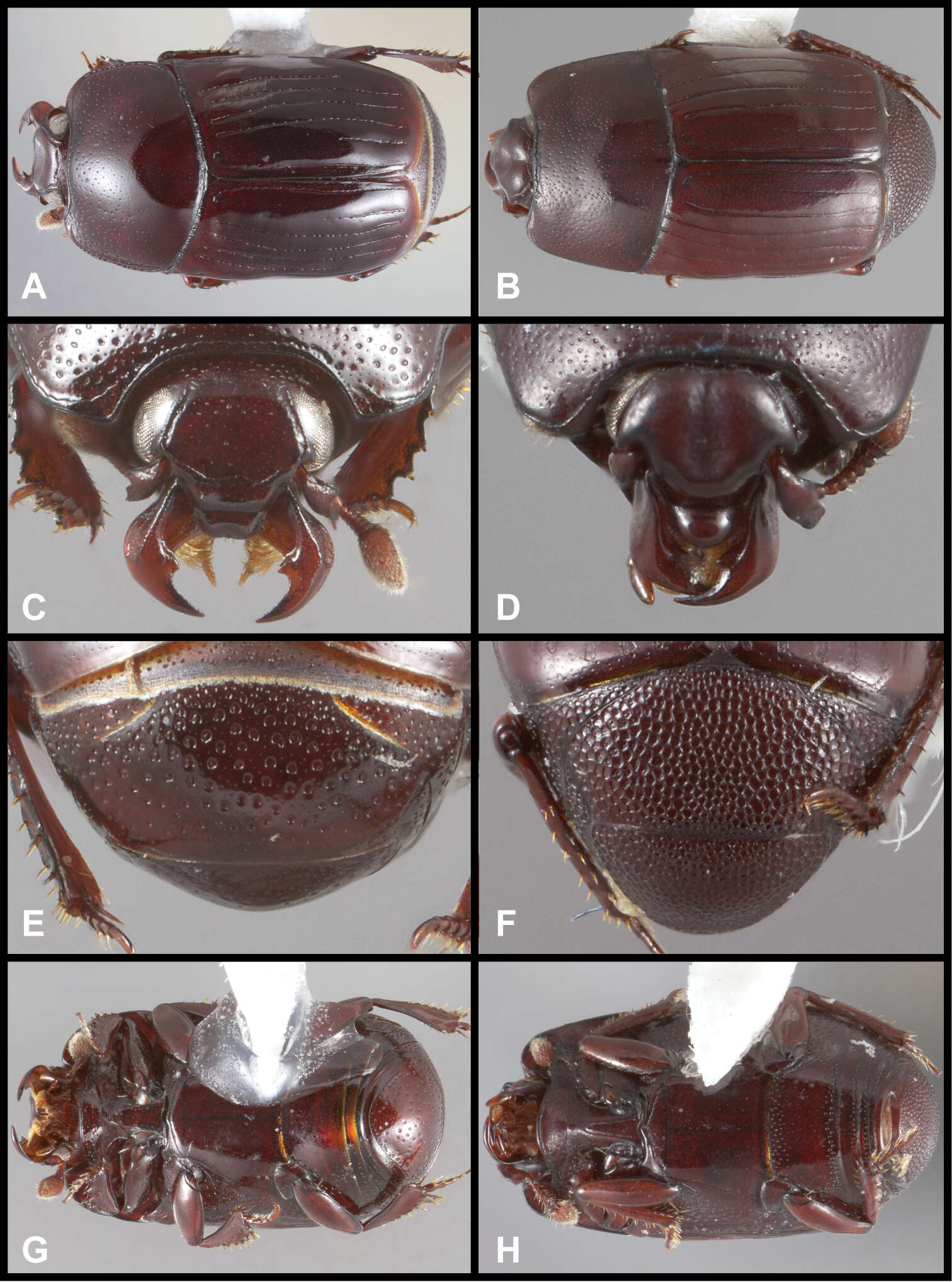 Image of Pyxister devorator Caterino & Tishechkin 2014