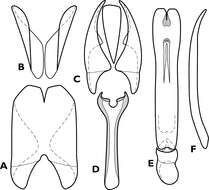 Image of Pyxister devorator Caterino & Tishechkin 2014