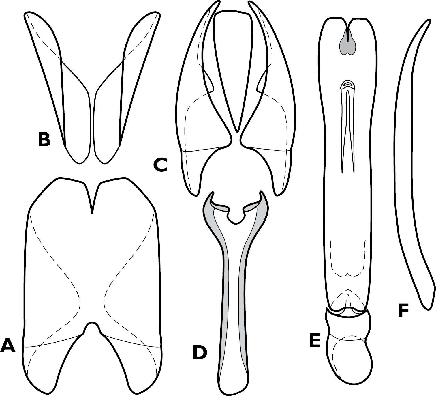 Image of Pyxister devorator Caterino & Tishechkin 2014