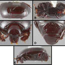 Image of Chapischema doppelganger Caterino & Tishechkin 2014