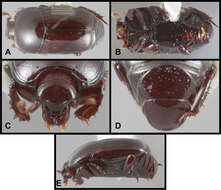 Image of Chapischema doppelganger Caterino & Tishechkin 2014