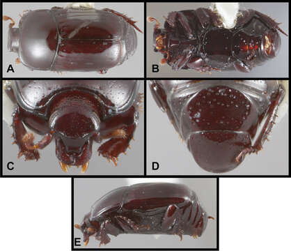 Image of Chapischema doppelganger Caterino & Tishechkin 2014