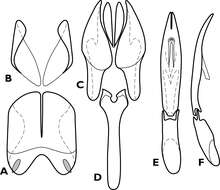 Image of Chapischema doppelganger Caterino & Tishechkin 2014