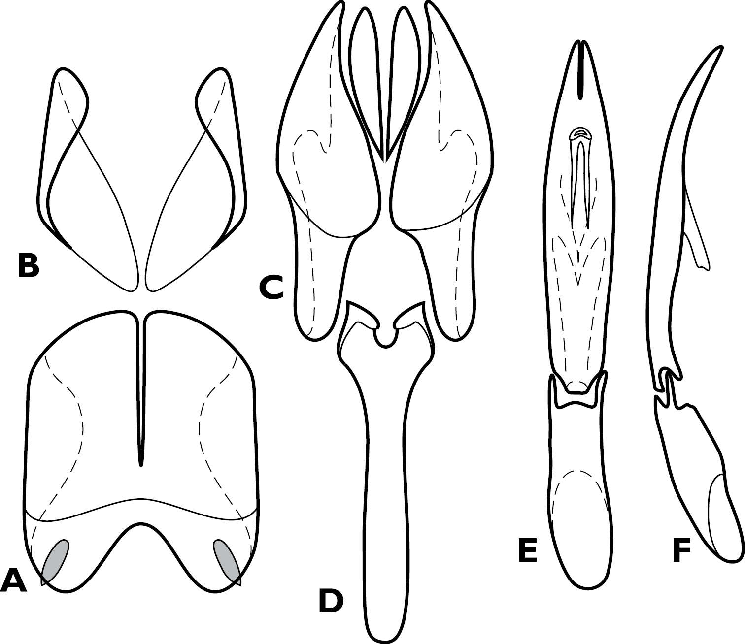 Image of Chapischema doppelganger Caterino & Tishechkin 2014