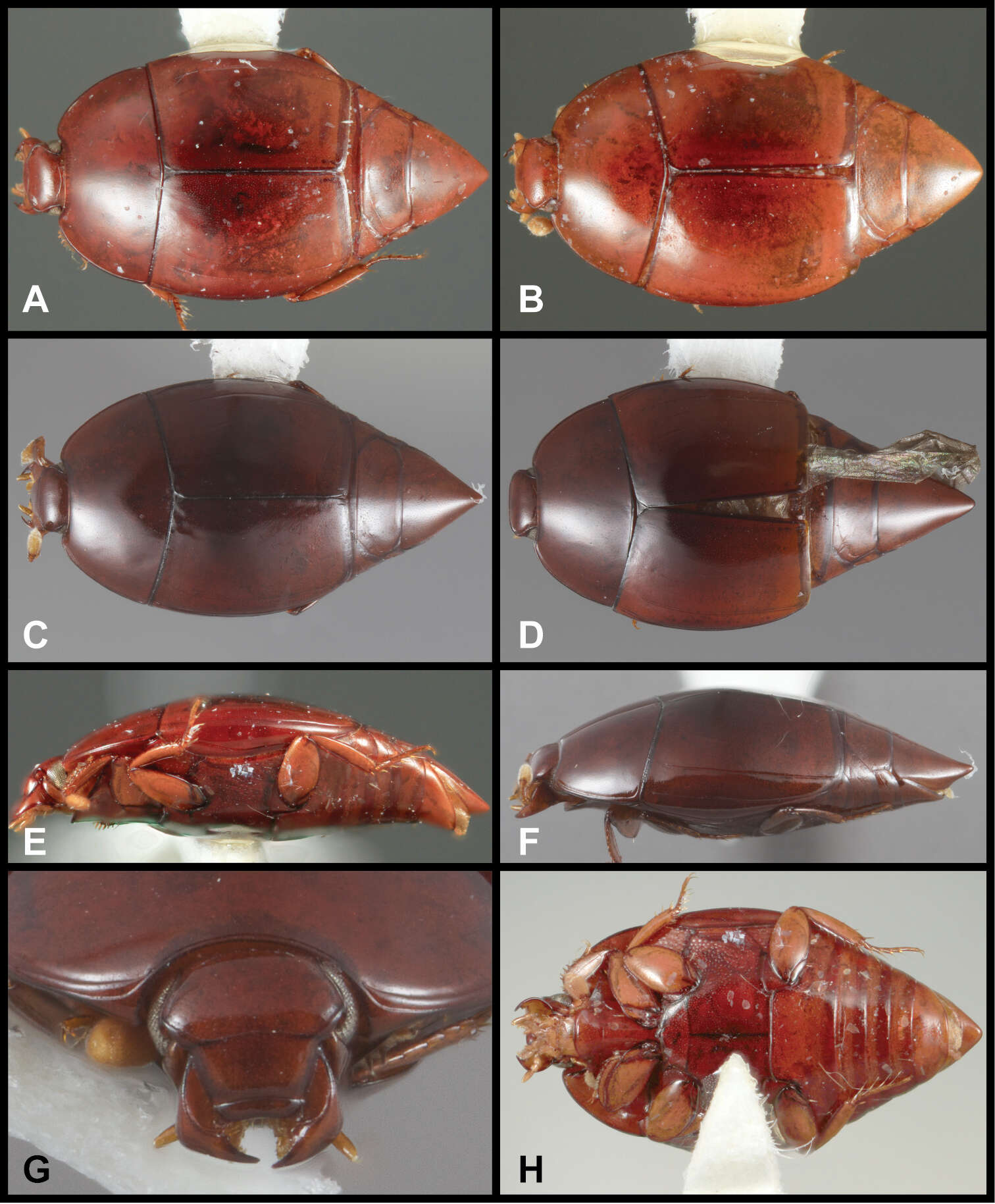 Lacrimorpha glabra Caterino & Tishechkin 2014 resmi