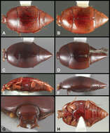 Lacrimorpha balbina Caterino & Tishechkin 2014 resmi