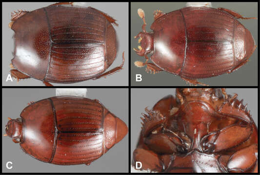 Image of Crenulister explanatus Caterino & Tishechkin 2014