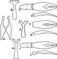 Image of Crenulister explanatus Caterino & Tishechkin 2014